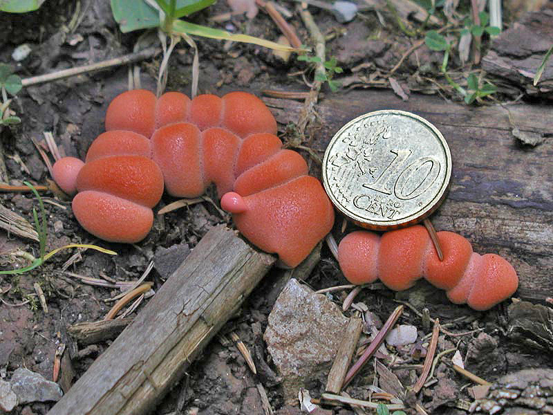 Lycogala epidendrum (J.C. Buxb. ex L.) Fr.(PROVA)